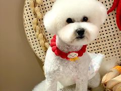 -萌宠之家·腊肠犬·马尔泰·小体犬舍