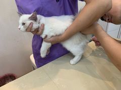 -瑞派康怡24h宠物医院·犬猫医疗中心·微创绝育(瑞景分院)