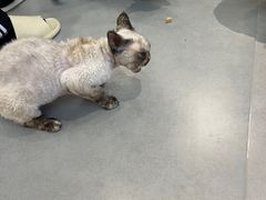 -琪喵猫屋·撸猫猫咖·猫舍
