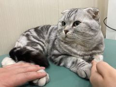 -佳怡动物医院·平价24小时·猫专科骨外科