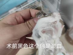 -立德动物医院·异宠·CT·鹦鹉(天河店)