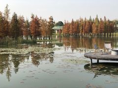 -白鹭湾湿地公园