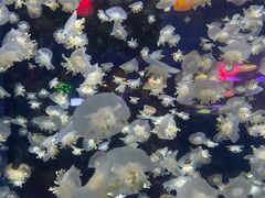 -太平洋海底世界