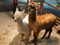 -Zoolung Zoolung动物主题公园(海信广场店)