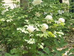 -洛阳市隋唐城遗址植物园