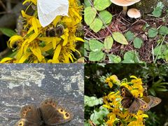 -苏木山森林公园