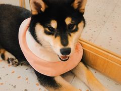 -逗柴咖啡屋·狗咖猫咖宠物桌游