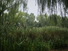 -燕郊植物园