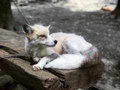 -宫城藏王狐狸村