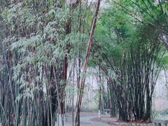 -桤木河湿地公园