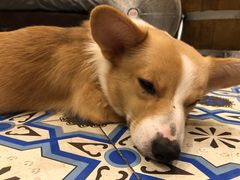 -more than meow吴止猫主题餐厅(承德 中船汇店)