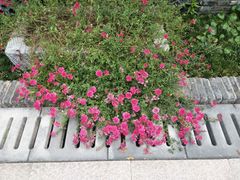 -嬉乐湾休闲旅游区