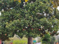 -洛阳周王城天子驾六博物馆