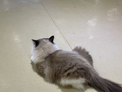 -藏猫猫咖啡主题馆(中央大道店)