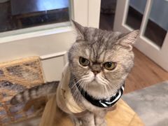 -楼上猫咖(罗湖店)