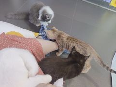 -十年猫舍·猫咪专门店(普陀店)
