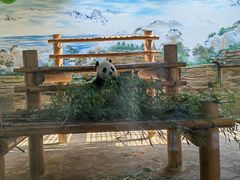 -西霞口神雕山野生动物世界