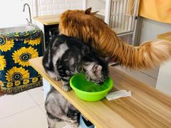 -平行世界·猫咖(首经贸店)