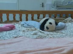 景点-成都大熊猫繁育研究基地