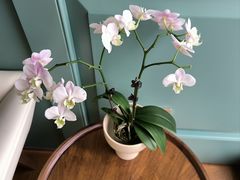 -南堂馆·新川菜(春熙路店)