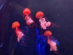 -亚特兰蒂斯•OSSIANO奥西亚诺海底餐厅