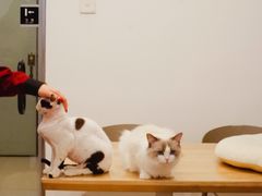 -有喵·猫咖·狗咖·30几只猫10只小狗(岗厦店)