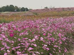 -上海滨江森林公园
