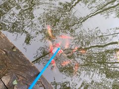 -合肥滨湖国家森林公园