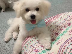 -BABYDOG宝贝狗宠物乐园(欧洲城店)