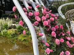 -深圳仙湖植物园