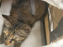 -安安宠医宠物医院·异宠·犬猫内科(岳阳分院)