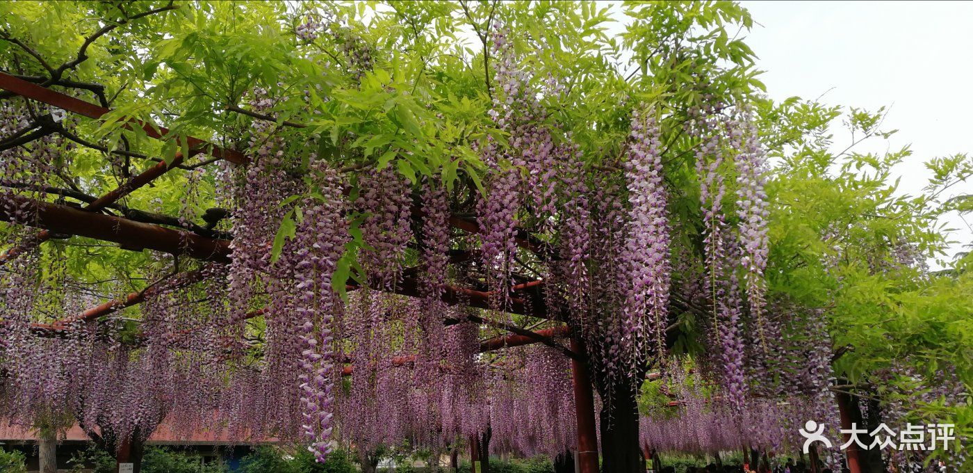 嘉定紫藤園圖片-北京公園-大眾點評網