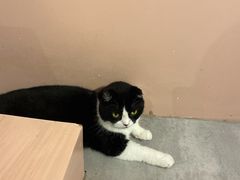 -猫儿山۰猫主题餐厅
