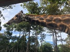 -清迈夜间动物园