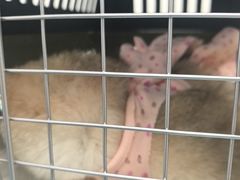 -纳吉亚猫专科动物诊疗中心(蒋宅口分院)