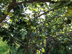 -长兴太湖图影湿地文化园