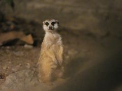 -清迈夜间动物园