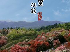 -贵州百里杜鹃风景名胜区