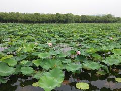 -荷塘月色湿地公园·向阳花洲