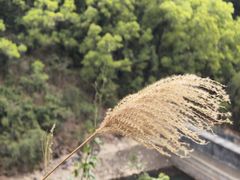 -田心森林公园