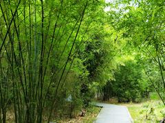 -大屏嶂森林公园