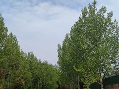 -铁山坪森林公园