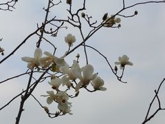 -中山市树木园