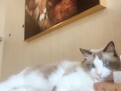 -飞行喵MR PILOT|猫舍·猫咖(静安大融城店)