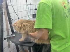 -唐小姐の猫狗洗护·购宠旗舰店(周浦万达店)