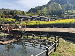 -桑洲油菜花景区