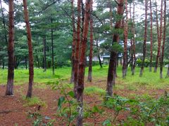 -帽儿山国家森林公园