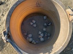 -红树林天天赶海