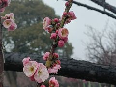 -无锡梅园公园