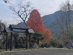 -千岛湖石林